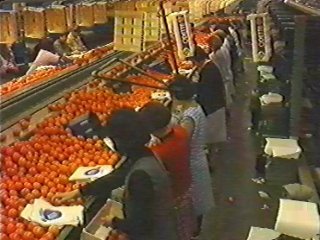 naranjas (1)  ALIMENTOS MERCADO